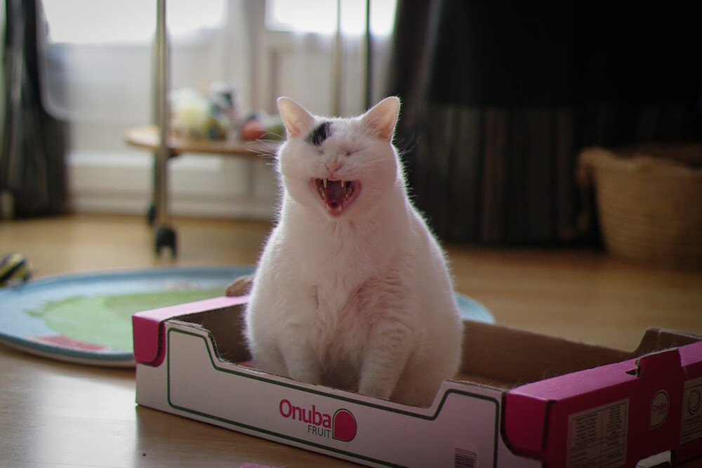 印度队在2024年世界杯赛场上强势崛起的背后故事,印度世界杯退赛