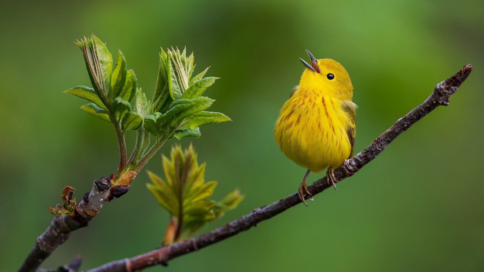 南非羚羊队:以灵活多变的战术打破僵局,每场比赛都充满悬念,羚羊非洲