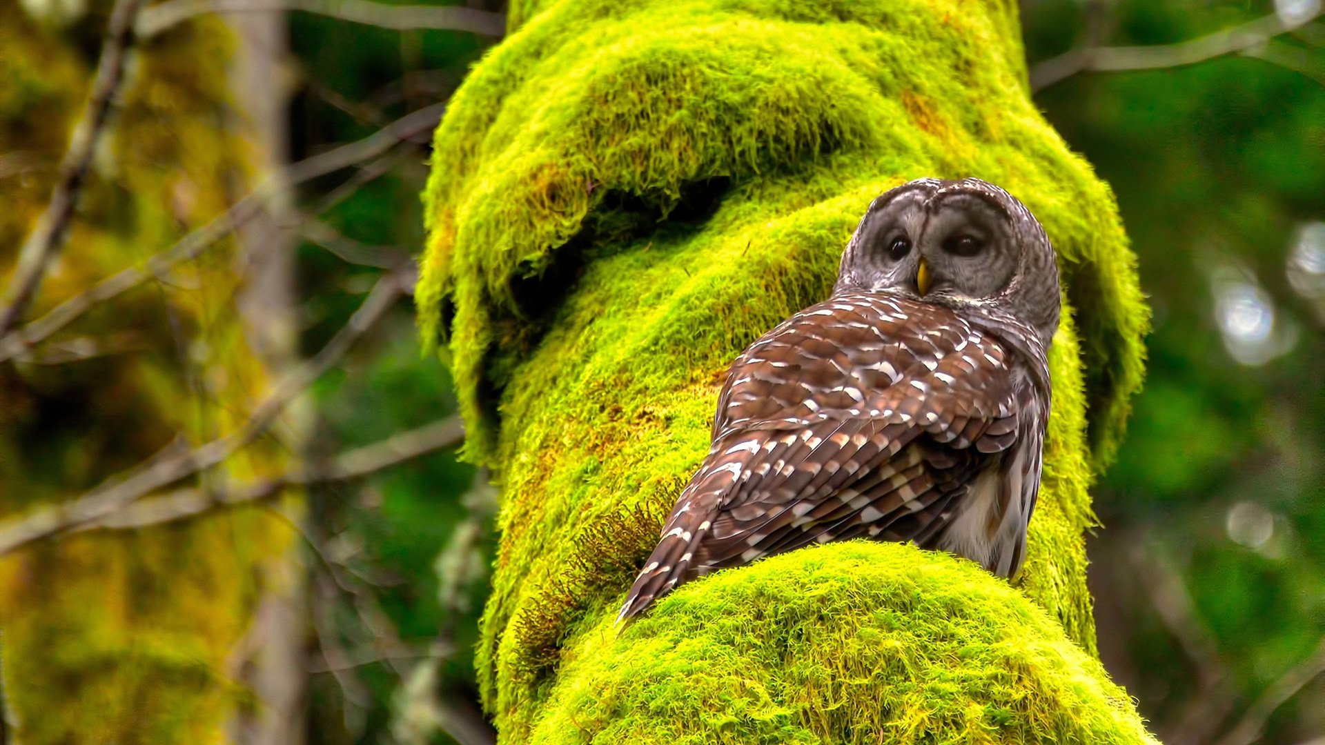 希腊女篮在欧洲锦标赛中再夺金牌,实力彰显不凡,希腊女球迷