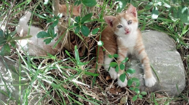 法国橄榄球青训项目迎来突破,成为全球球员培养榜样,法国橄榄球年历