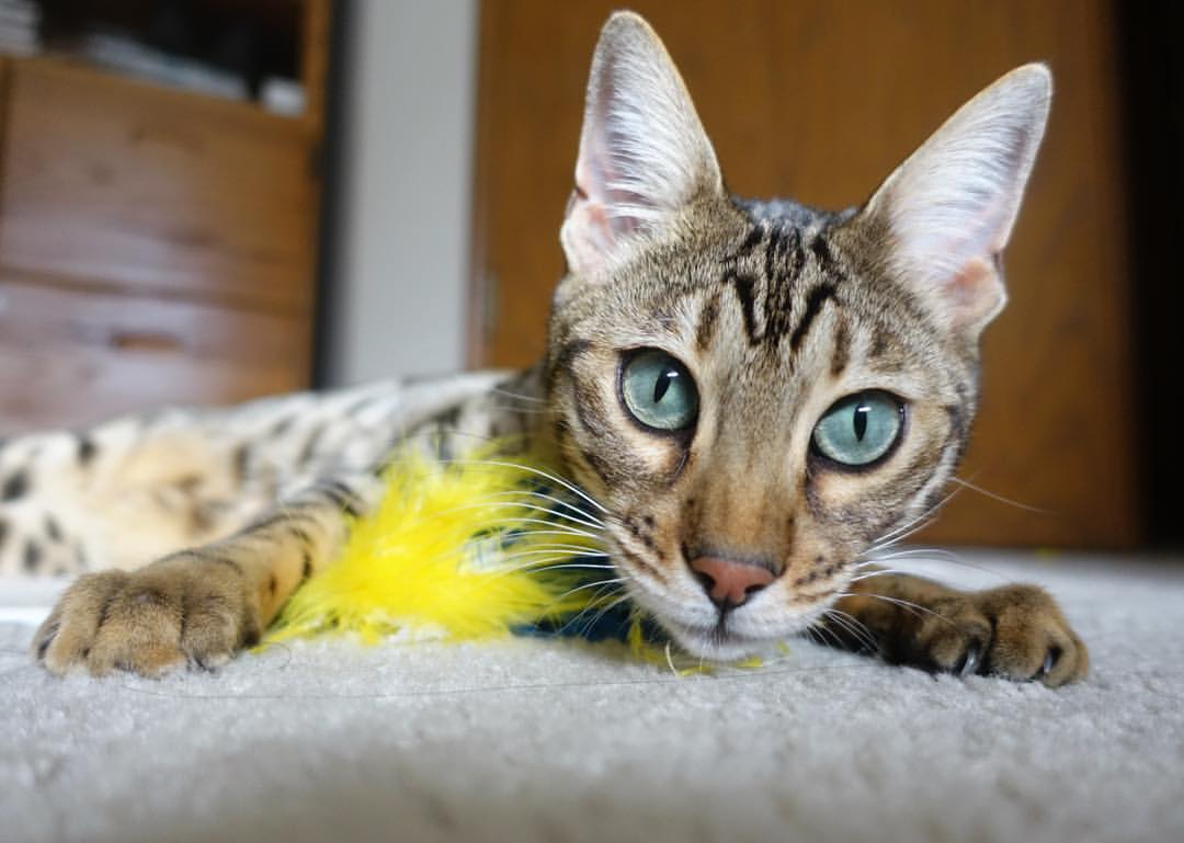 混合泳比赛波兰表现均衡,混合泳的排列顺序